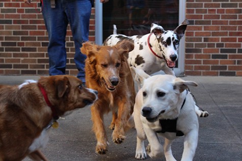 Who let the dogs out?
