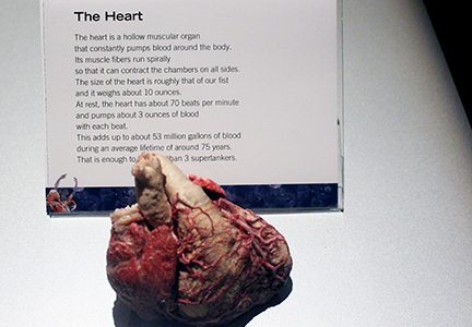 Students Tour the Human Body