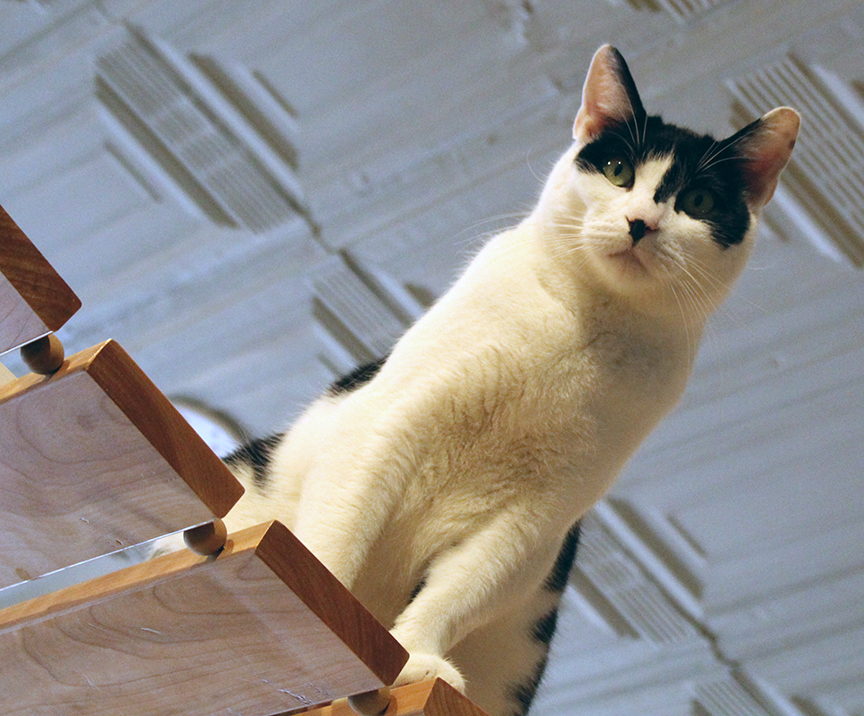 One cat on a cat bridge in the lounge.