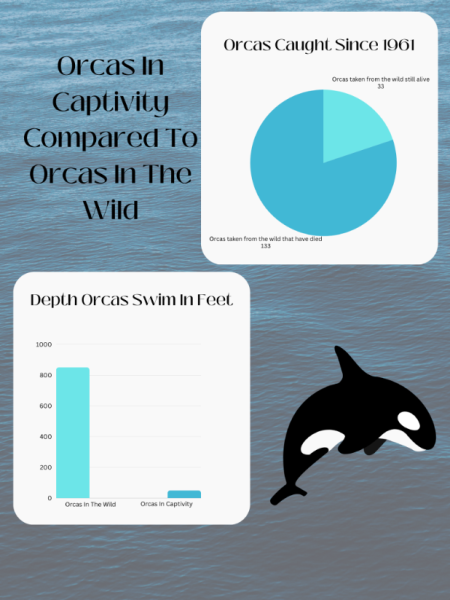 SeaWorld Needs to Set Orcas Free