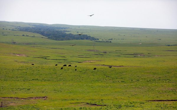 Freedom, some see it as speaking out, but I see it in cows mulching on the grass and birds flying away in the wide open Kansas great plains.   

Taken on a 5d mark ii  Lens 70-200