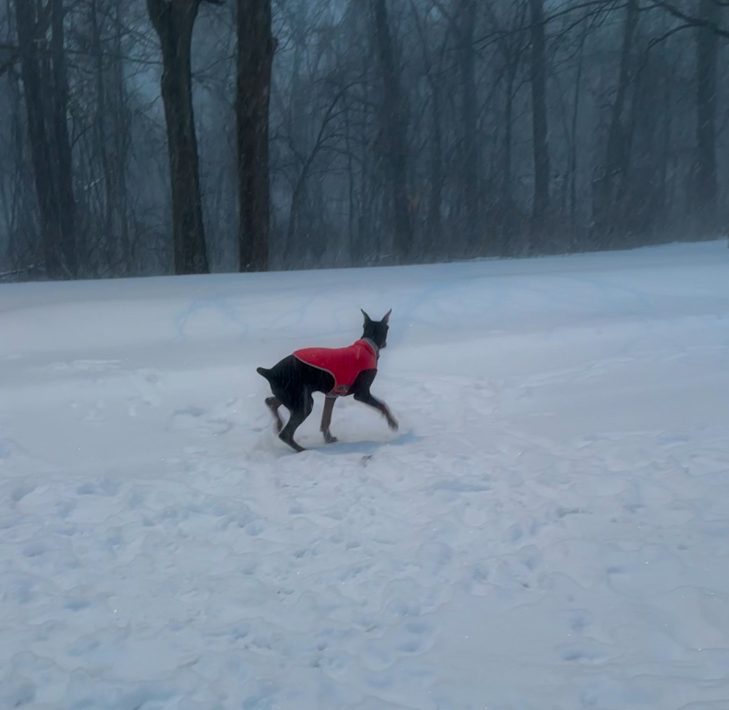 It's Nova's second snow, but her first blizzard and she's loving it.
Running through the front yard with the excitement of the snow, as I chased her on the street yelling, "Nova come hereee."